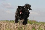 BOUVIER DES FLANDRES 211